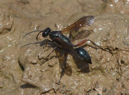 Réf. 234 728 : Chalybion femoratum